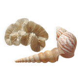 Coral and shells