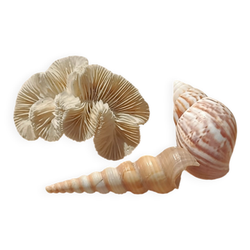 Coral and shells