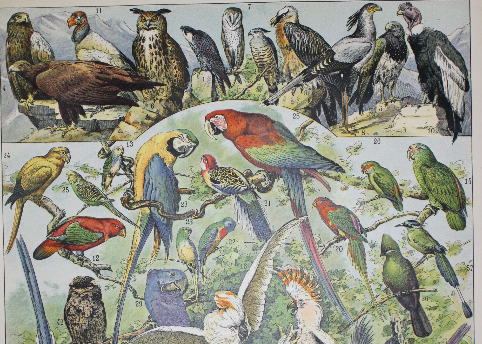 Lithograph • Birds 1, species, raptors • Original lithograph of 1898