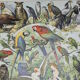 Lithograph • Birds 1, species, raptors • Original lithograph of 1898