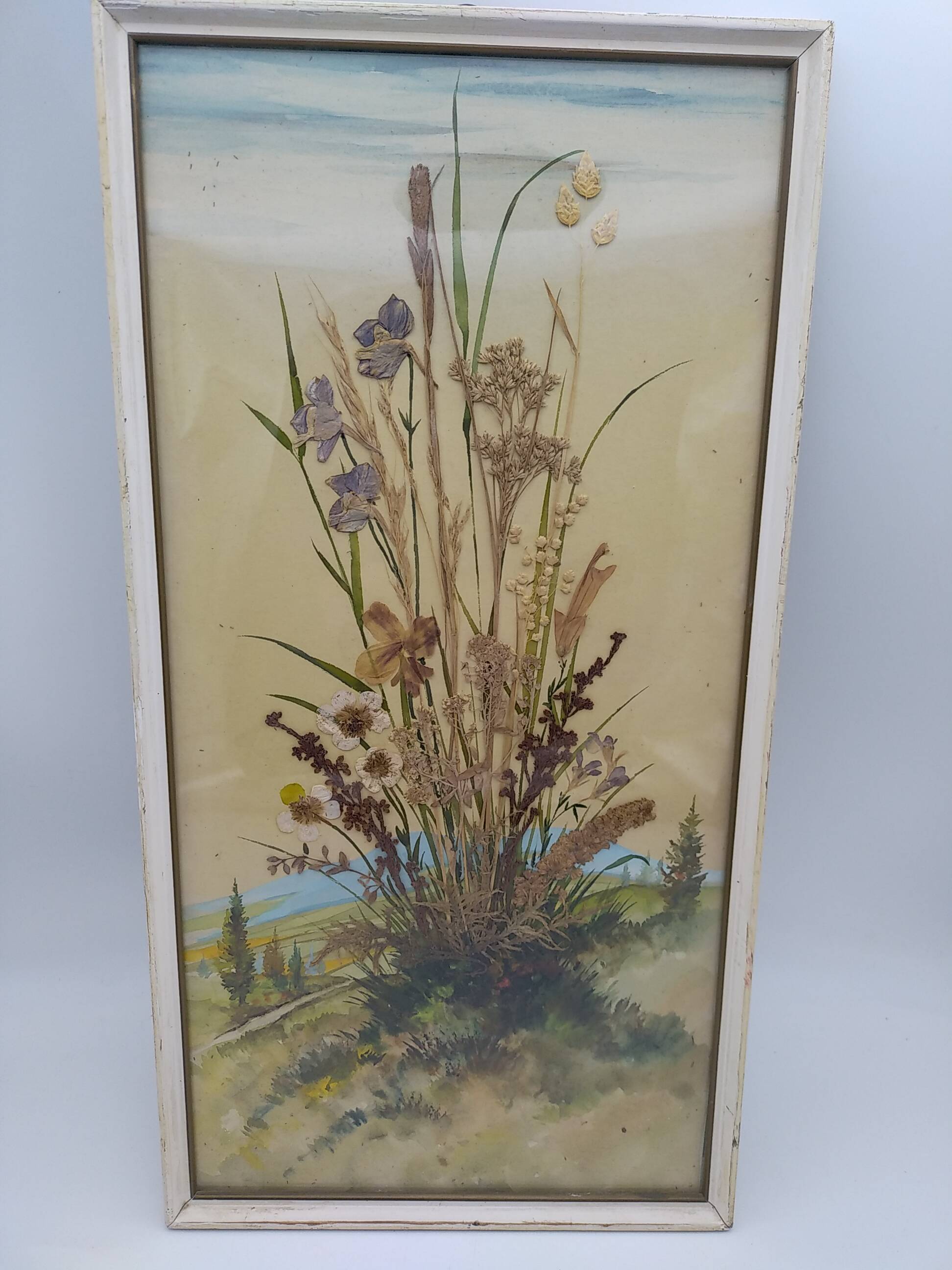 Herbarium on watercolor. the 50's .