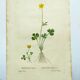 Antique botanical engraving from 1829 - Lapland buttercup - By PA Poiteau. Hand colored. Litho