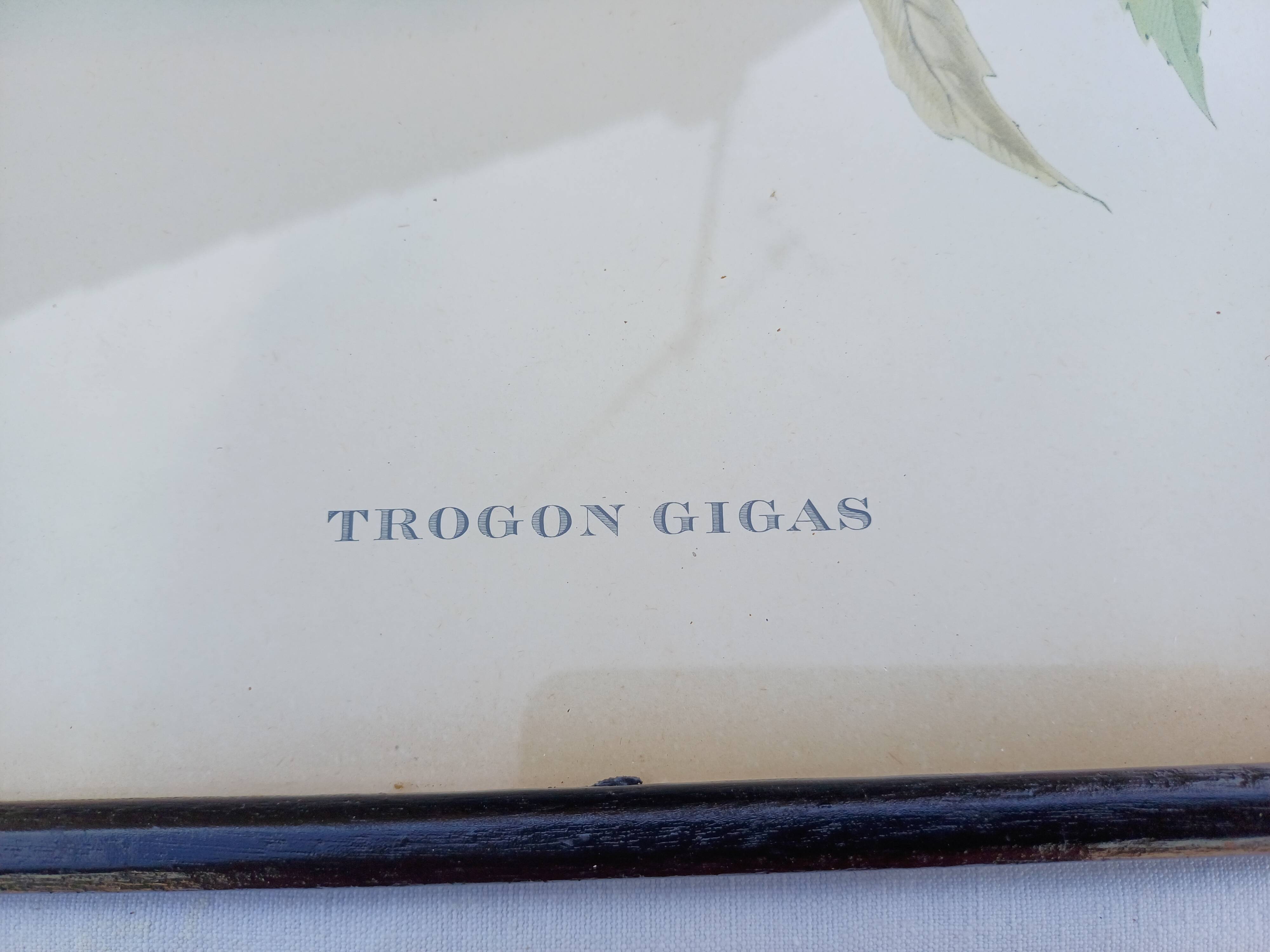 12 Lithographs “Birds of the World”