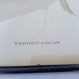 12 Lithographs “Birds of the World”