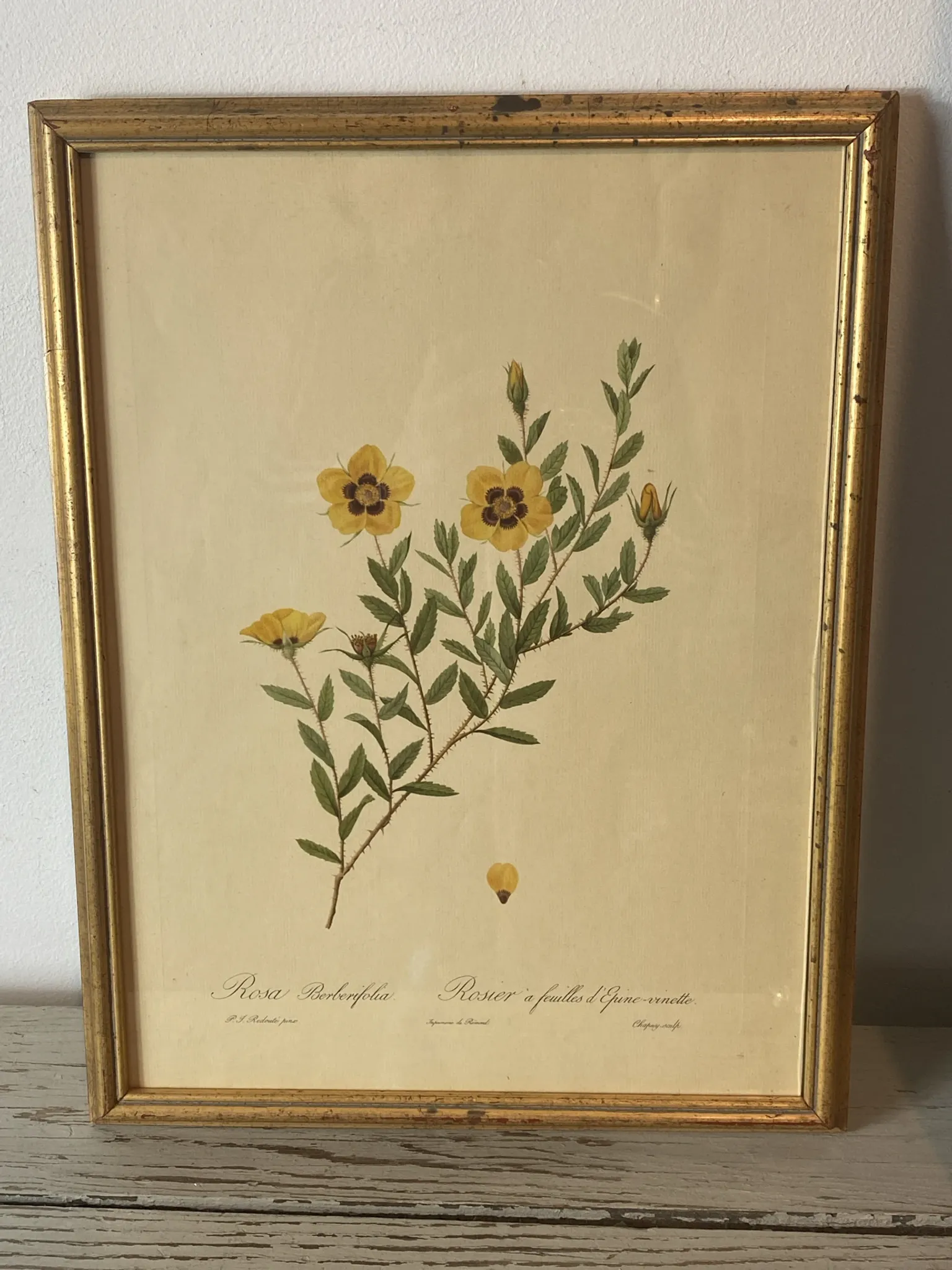 Botanical print, Rose, J-P Redouté