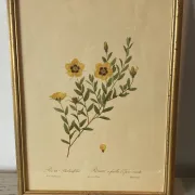Botanical print, Rose, J-P Redouté