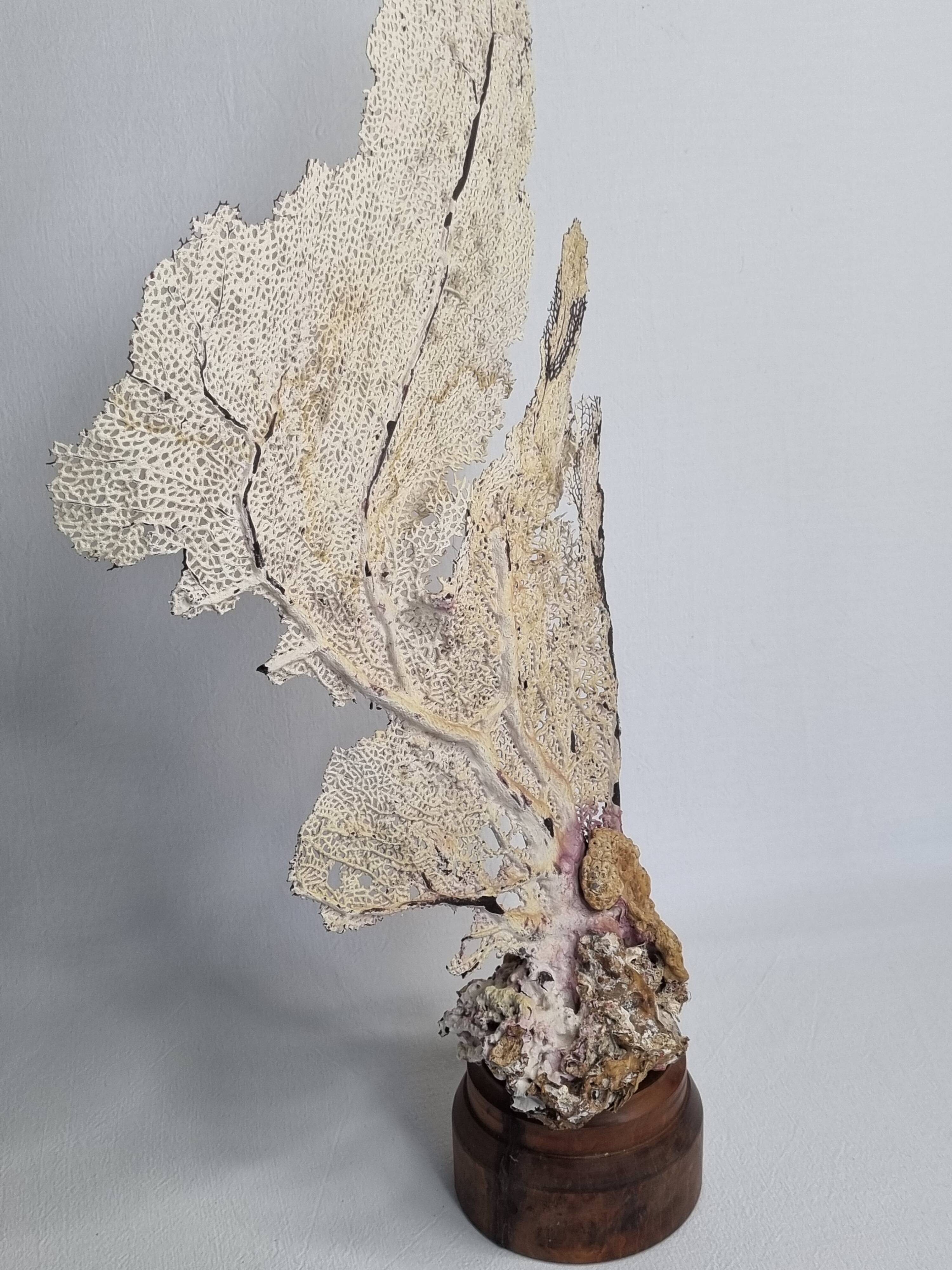 Large natural fan coral on wooden base, Height 47 cm