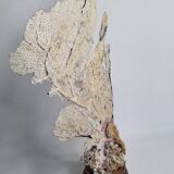Large natural fan coral on wooden base, Height 47 cm