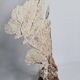 Large natural fan coral on wooden base, Height 47 cm