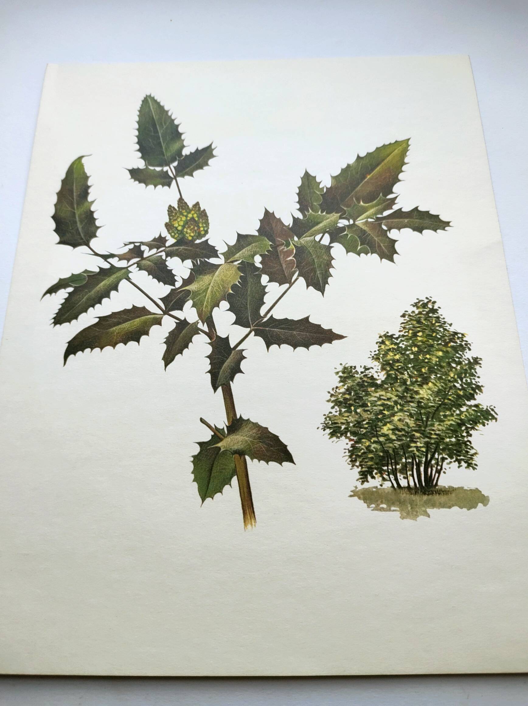 Mahonia Illustration - Vintage Botanical Nature Plate from the 60s