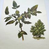 Mahonia Illustration - Vintage Botanical Nature Plate from the 60s