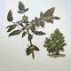 Mahonia Illustration - Vintage Botanical Nature Plate from the 60s