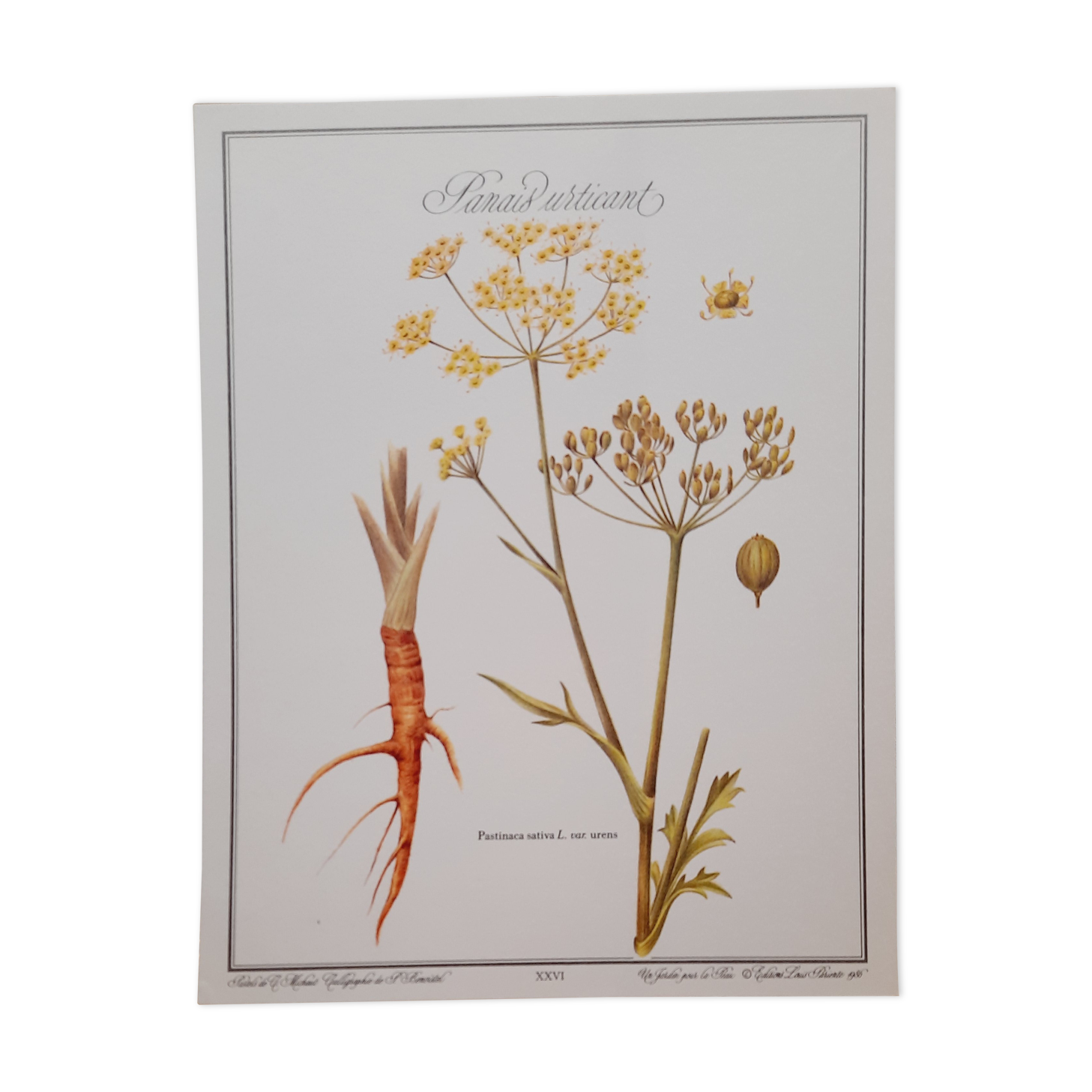 Stinging Parsn by-pansnish botanical poster