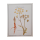 Stinging Parsn by-pansnish botanical poster