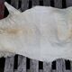 Sheepskin 70x124cm