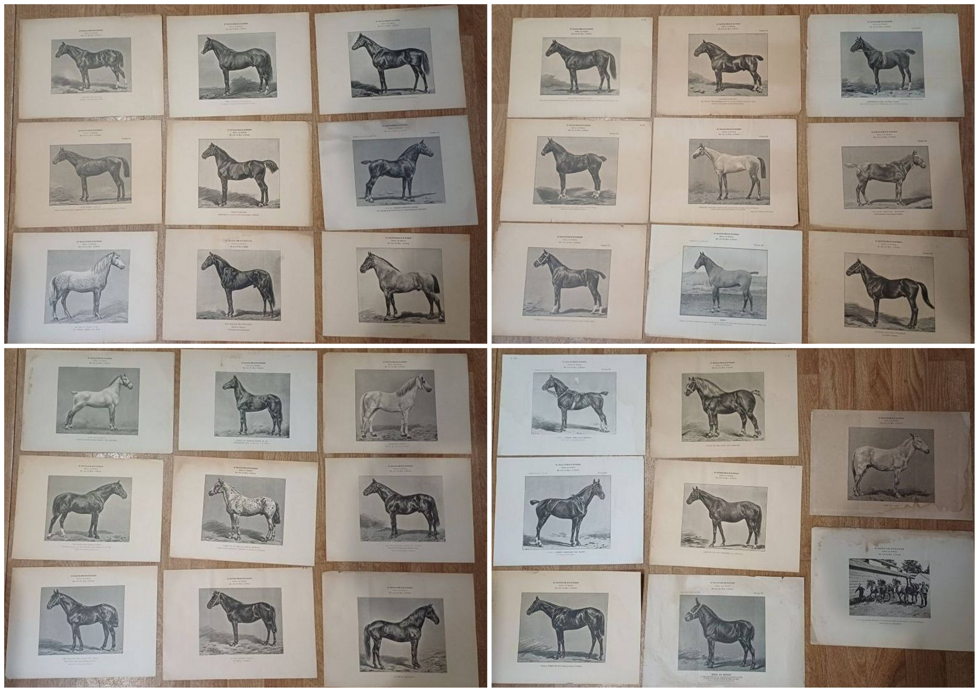 Set of 35 plates on horses from the journal "l'Acclimatation"