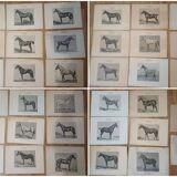 Set of 35 plates on horses from the journal "l'Acclimatation"