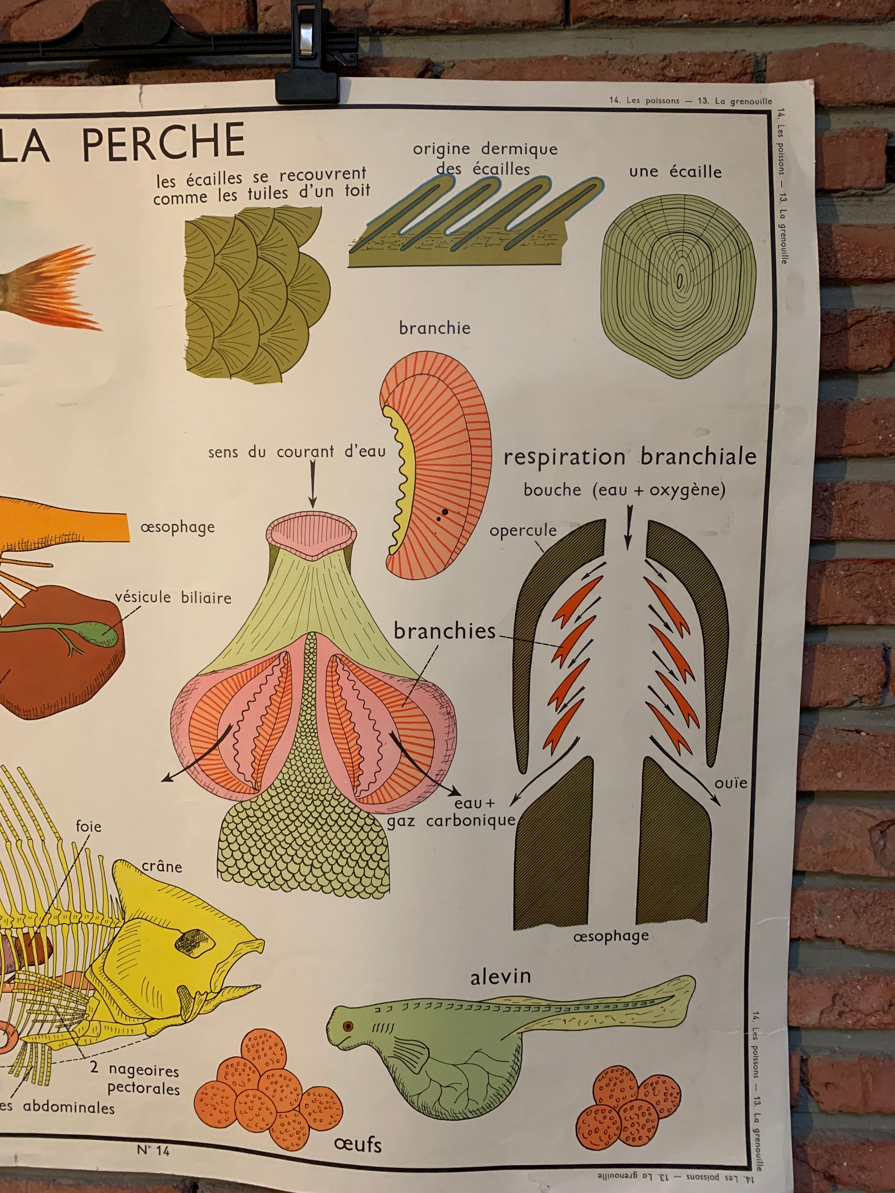 Poster The Frog and The Perch