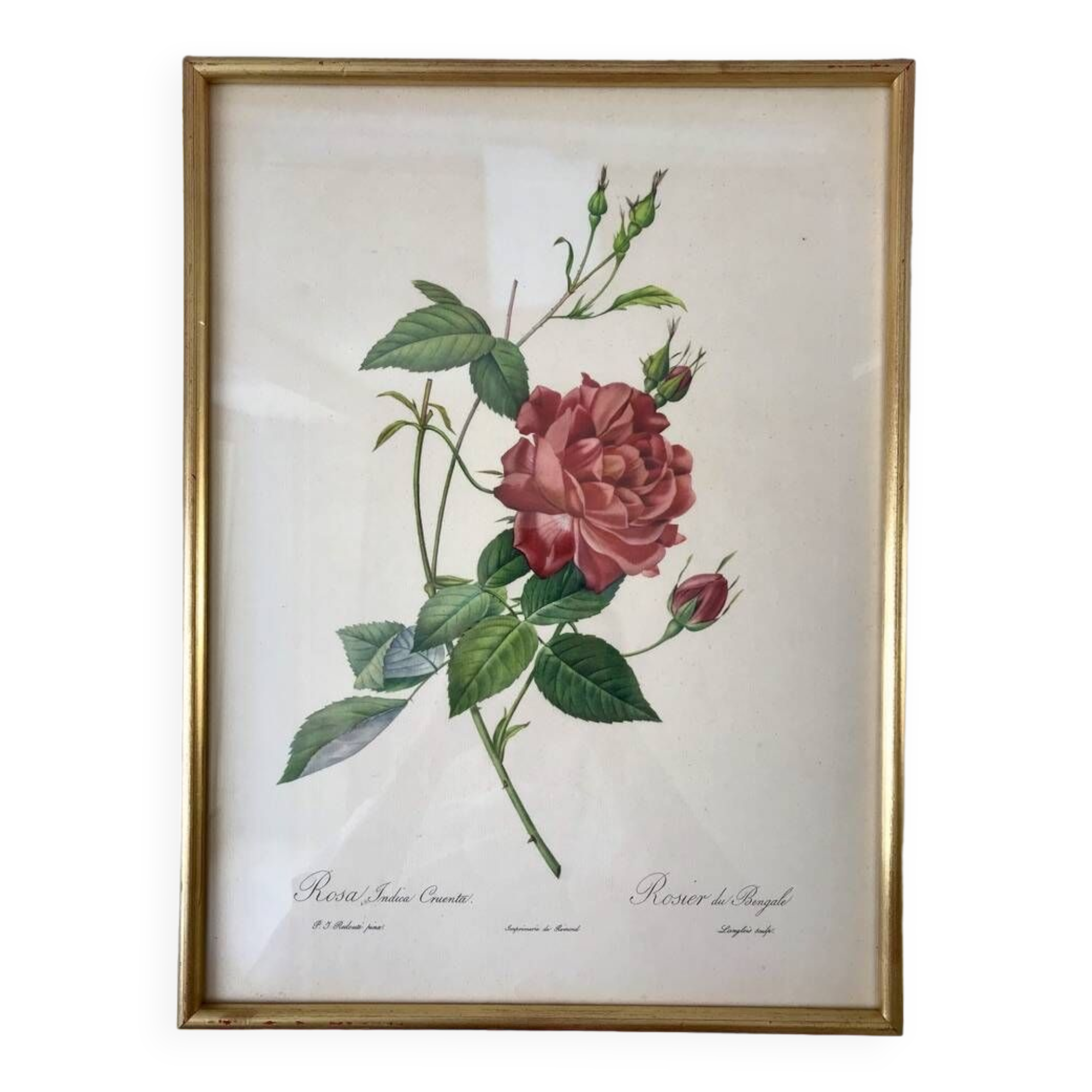 Lithograph pj reddreaded rosa indica cruenta framed 50s