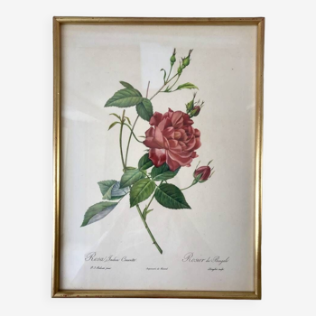 Lithograph pj reddreaded rosa indica cruenta framed 50s