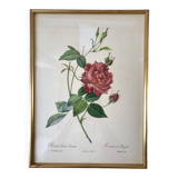 Lithograph pj reddreaded rosa indica cruenta framed 50s