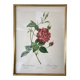 Lithograph pj reddreaded rosa indica cruenta framed 50s