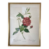 Lithograph pj reddreaded rosa indica cruenta framed 50s