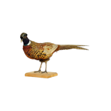 Mounted ringneck pheasant on wooden plank taxidermy