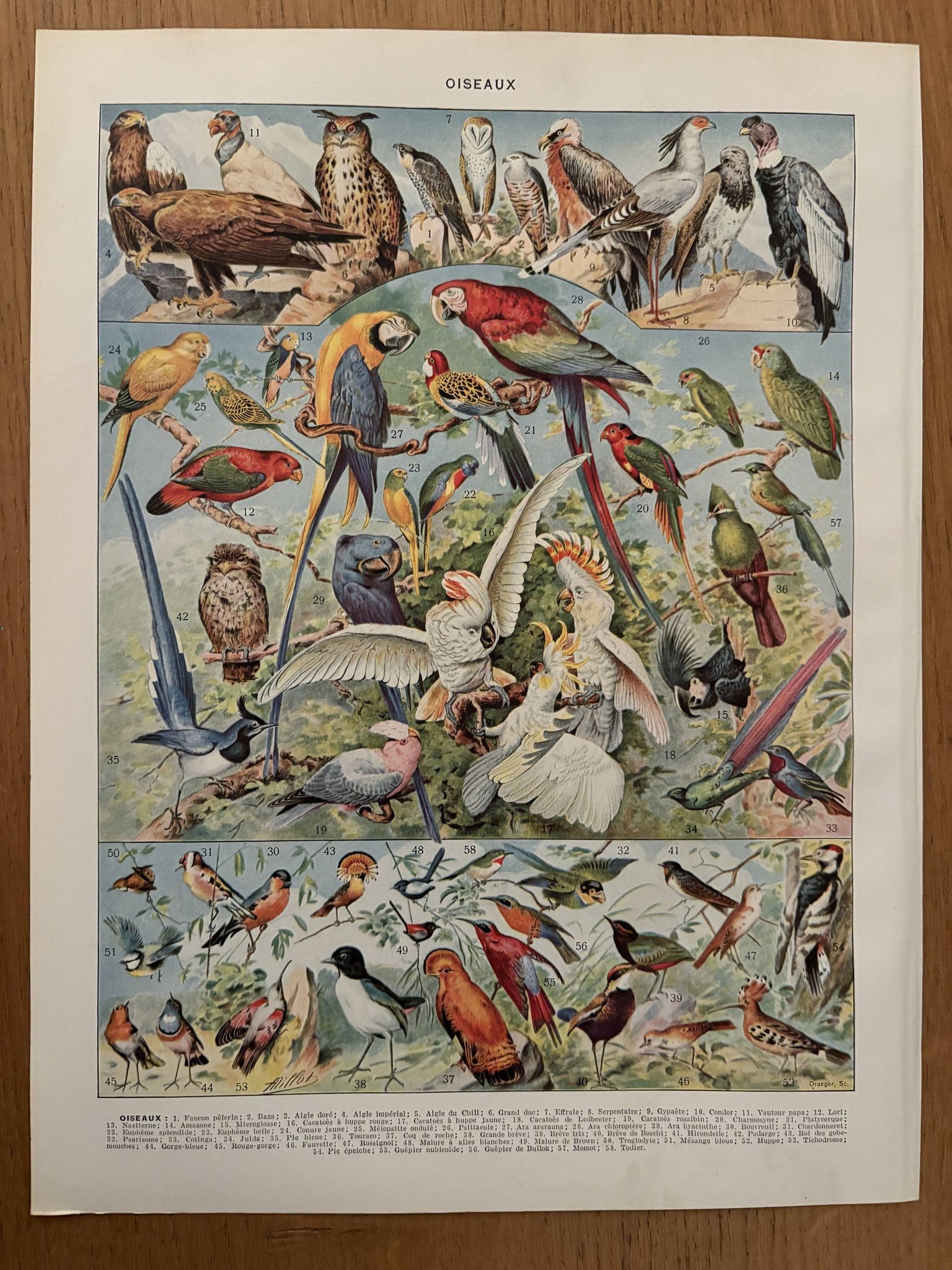 Planche illustrée vintage sur les oiseaux, perroquet, 1930