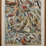 Planche illustrée vintage sur les oiseaux, perroquet, 1930