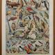 Vintage illustrated plate about birds (parrot) - 1930