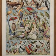 Planche illustrée vintage sur les oiseaux, perroquet, 1930