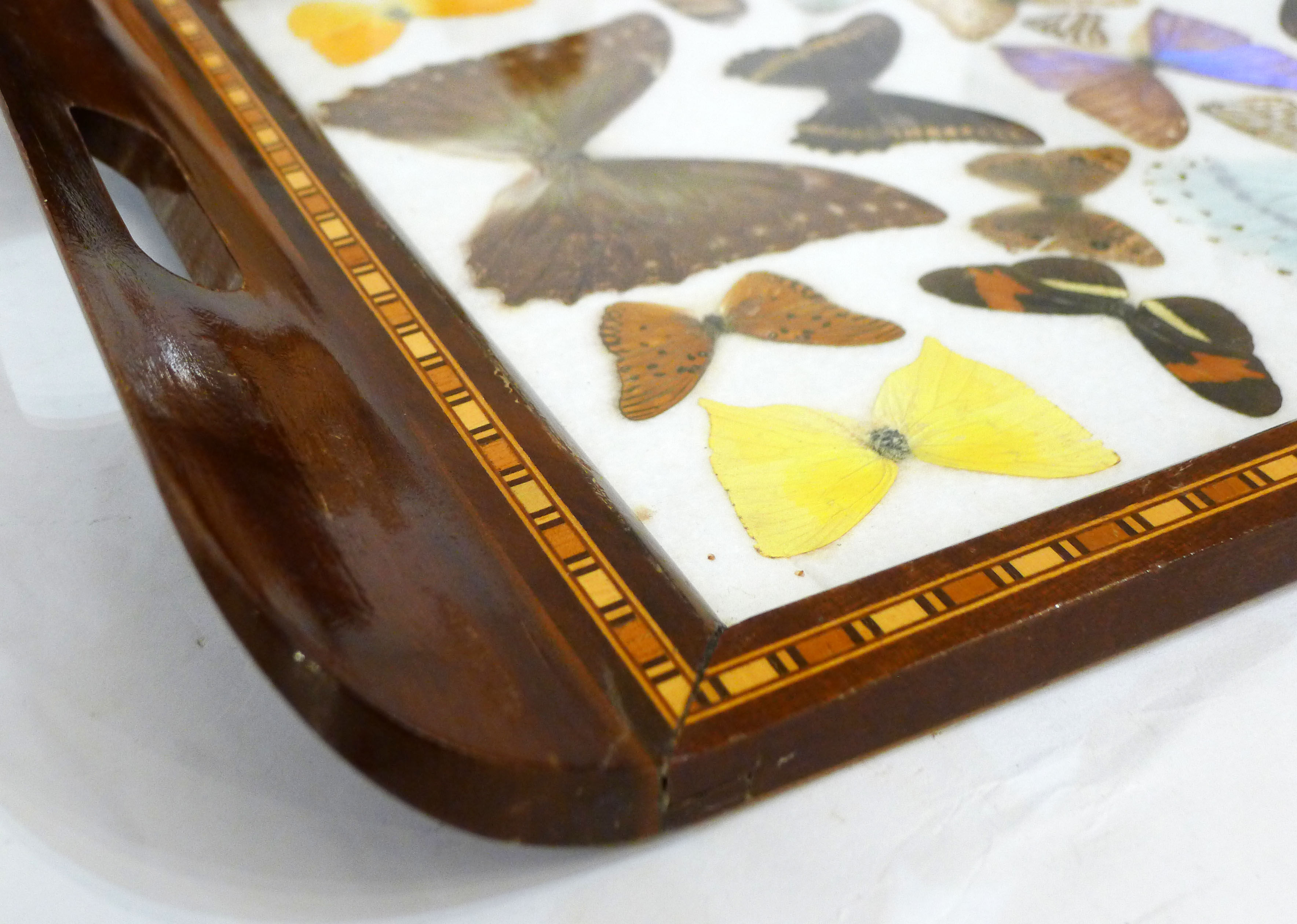 Butterfly tray