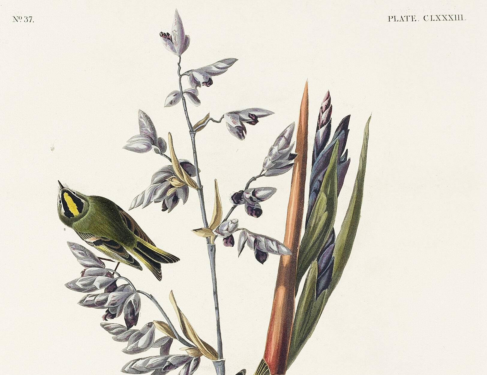 Poster about the Goldcrest, after an old engraving from 1827.