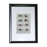 Original zoological plate "field mouse, perch rat, scherman,... - Buffon 1838