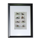 Original zoological plate "field mouse, perch rat, scherman,... - Buffon 1838