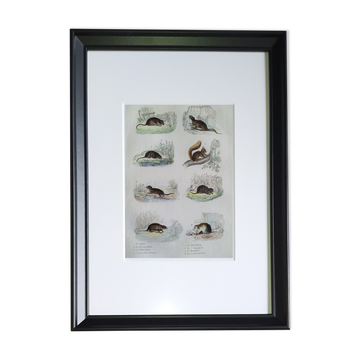 Original zoological plate "field mouse, perch rat, scherman,... - Buffon 1838