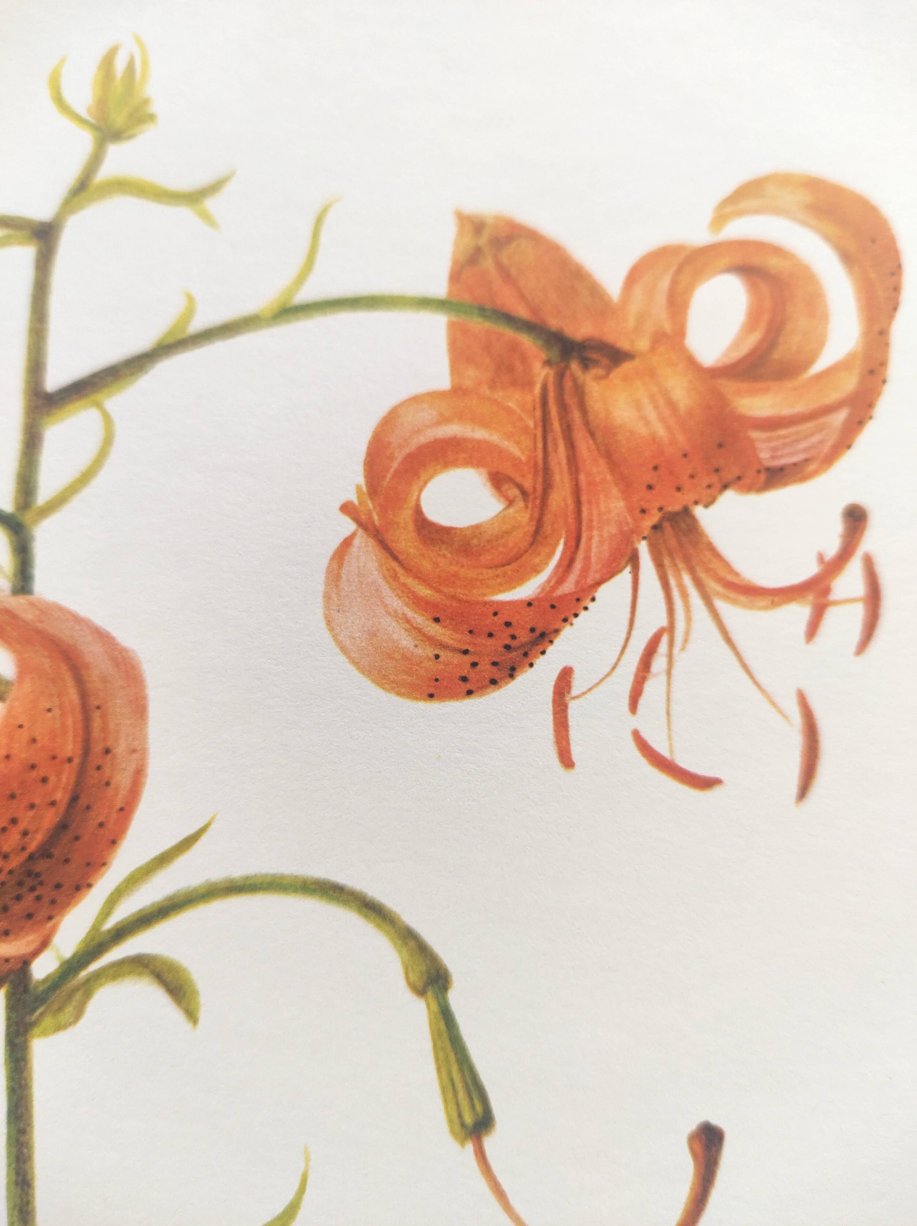 Vintage botanical plate from 1978 - Dracontia Parrot Tulip - Plant engraving - Lily watercolor