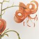 Vintage botanical plate from 1978 - Dracontia Parrot Tulip - Plant engraving - Lily watercolor