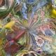 Murano “tutti frutti” AVEM pocket ashtray circa 1950