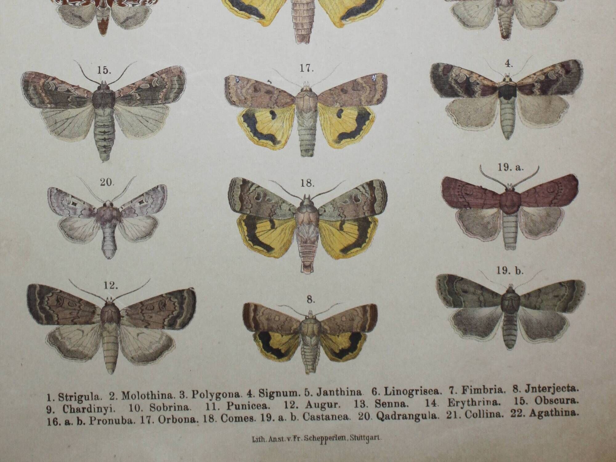 Old engraving of Butterflies - Lithograph from 1887 - Strigula - Original zoological illustration