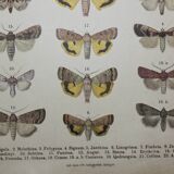 Old engraving of Butterflies - Lithograph from 1887 - Strigula - Original zoological illustration