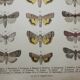 Old engraving of Butterflies - Lithograph from 1887 - Strigula - Original zoological illustration