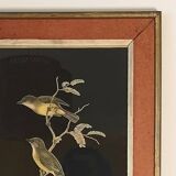 lithograph of Hyloterpe Philippinensis