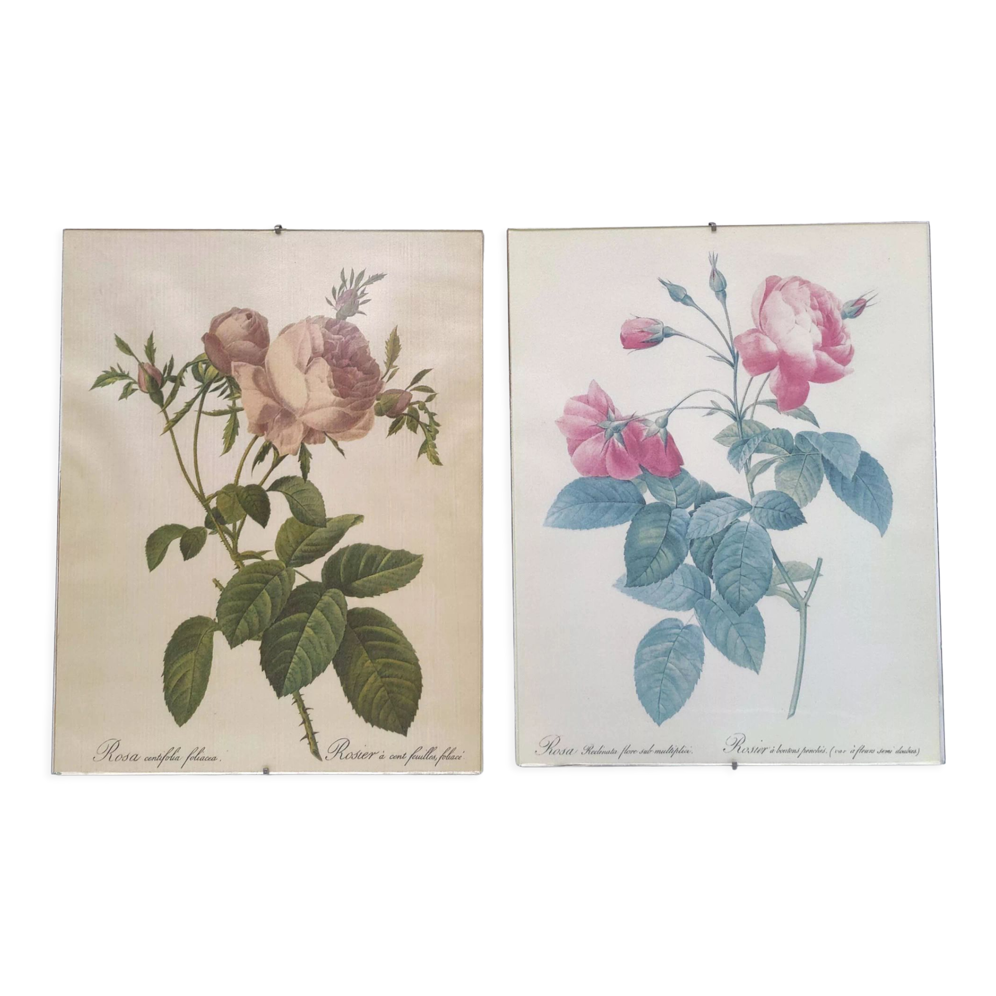 Lot 2 Frames botanical illustration flower rose