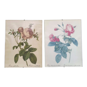 Lot 2 cadres illustration botanique