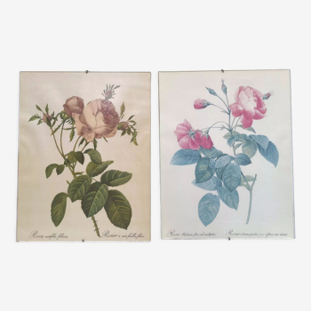Lot 2 Frames botanical illustration flower rose