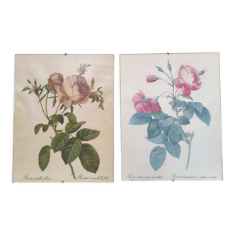 Lot 2 cadres illustration botanique fleur rosier