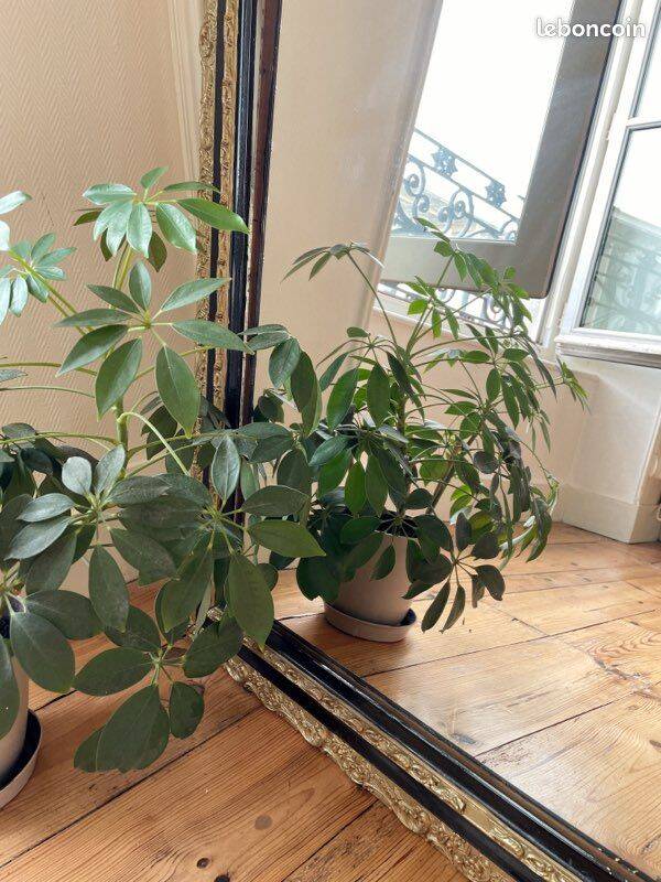 Large old golden mirror