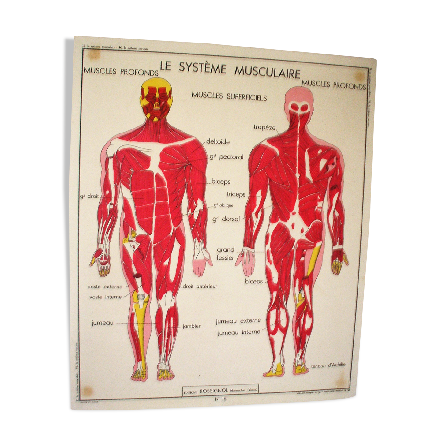 Poster school Nightingale the muscular system, the nervous system